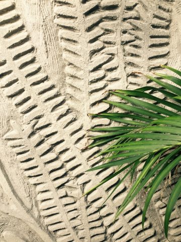 Fern Detail